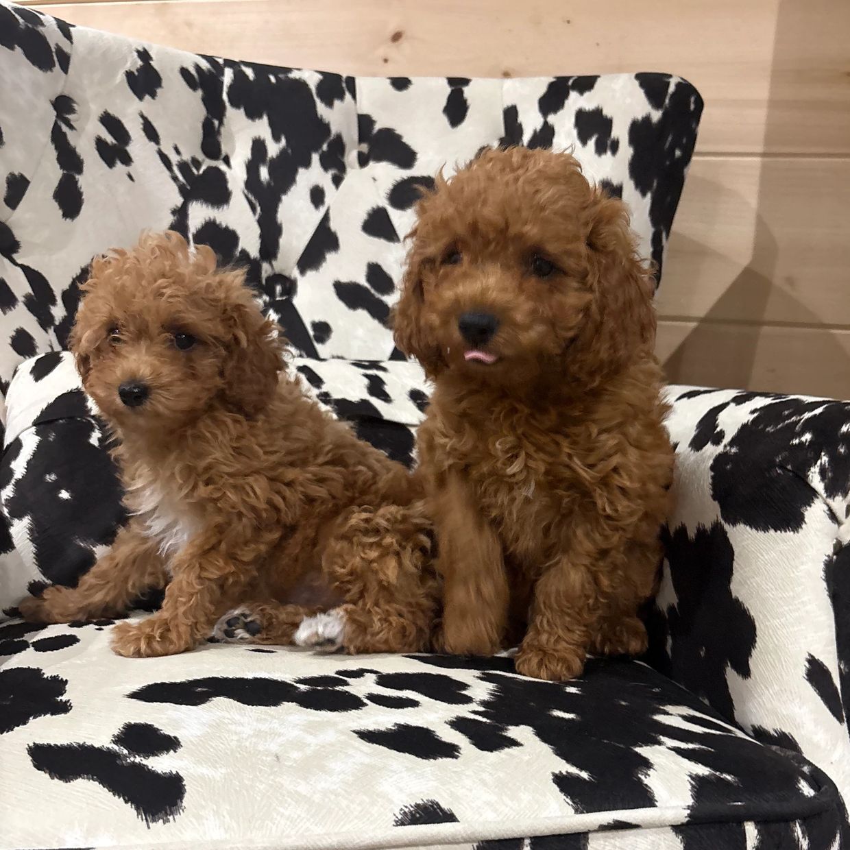 Two fluffy brown puppies sitting on a black and white patterned chair.
