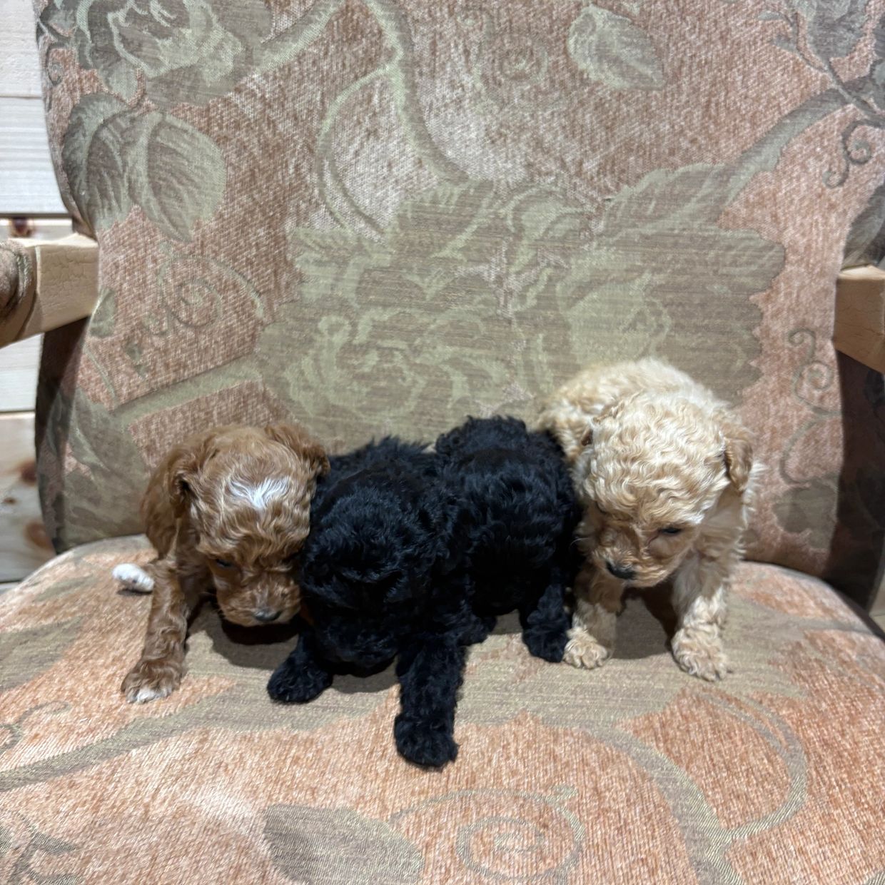 Three curly puppies lying on a patterned rug.