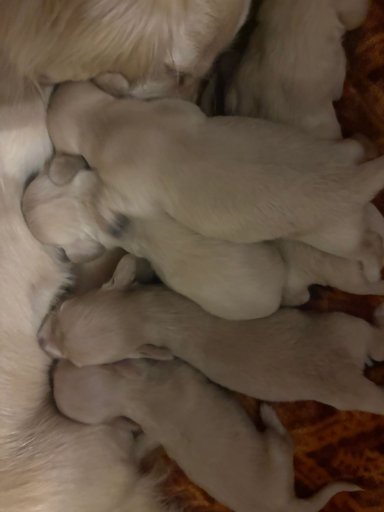 A litter of newborn puppies nursing from their mother.