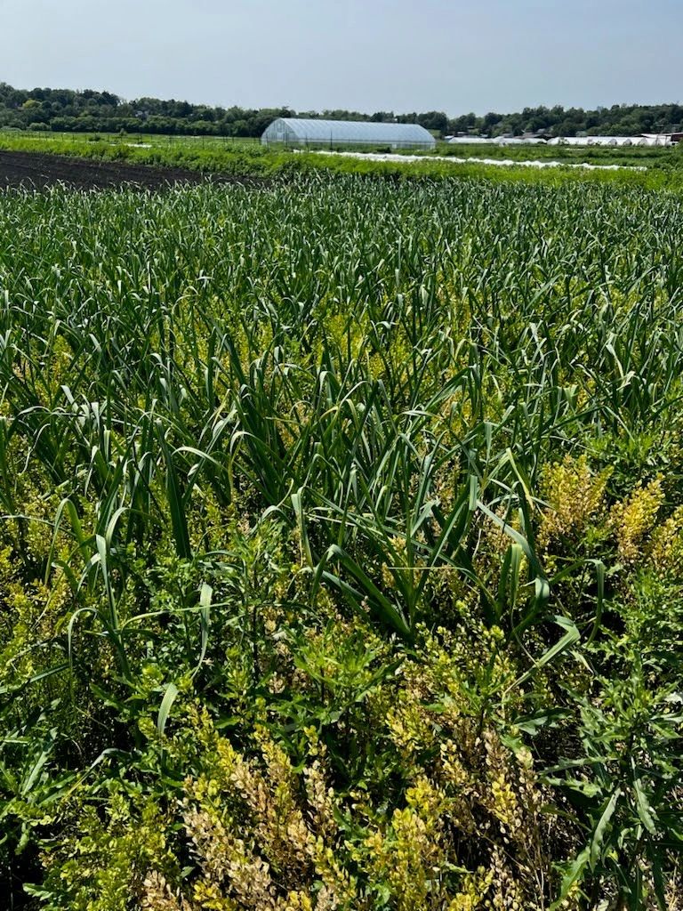 Garlic at Liberation Farm