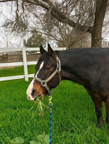 There's a horse sanctuary nearby