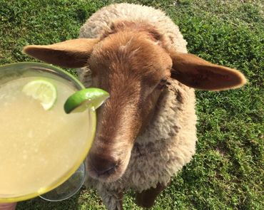 No, sheep, this margarita isn't for you