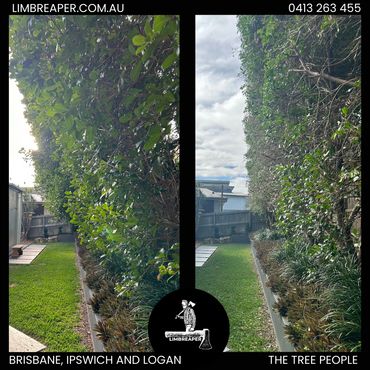 before and after hedge pruning