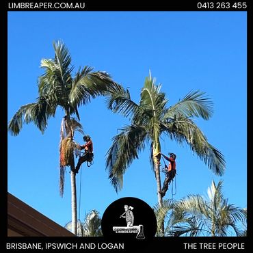 Climbers in palm trees