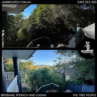 before and after tree removal for skyline view