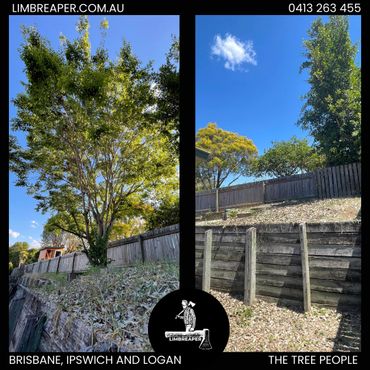 before and after tree removal