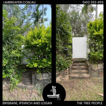 Before and after photo from Limb Reaper of a hidden gate now pruned back in Brisbane