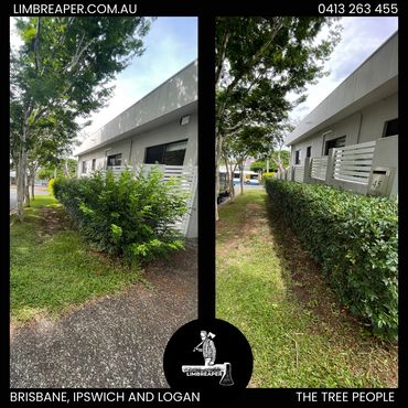 Before and After photo by Limb Reaper of hedging in front yard in Logan