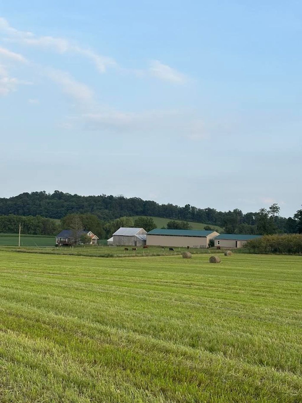 A peaceful farm with hay bales and cattle under a clear blue sky.