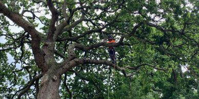 Tree felling works being carried out in Bishops Waltham