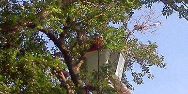 worker in aerial lift trimming trees
