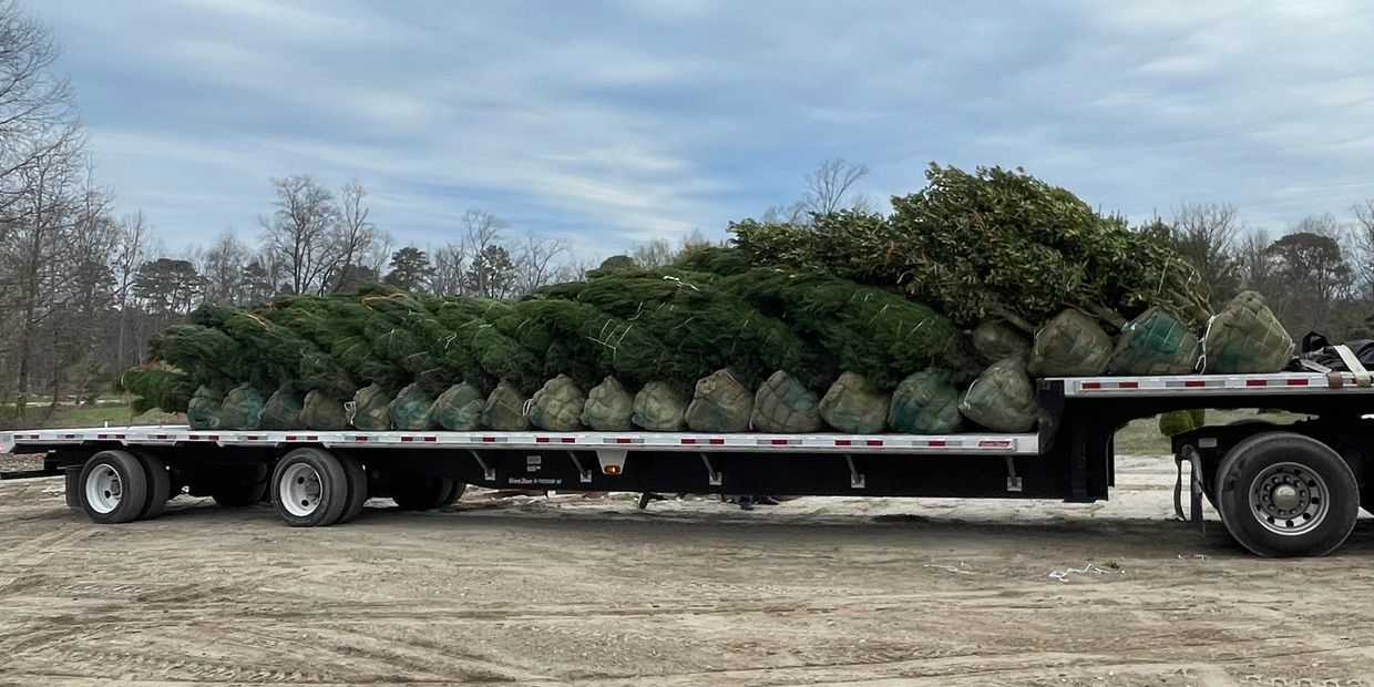 Large evergreen trees with burlap root balls loaded on trailer for delivery to landscaping job sites