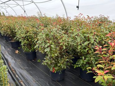 Photinia red tip container shrub screen planting