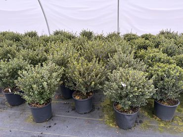 Japanese holly evergreen container shrubs