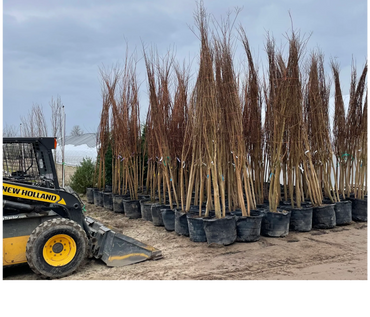 Crepe myrtle nursery container tree