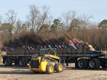 tractor trailer delivering B&B deciduous shade tree nursery plants to JByrd