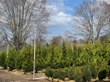 Plant yard of nursery B&B evergreen shrubs cryptomeria, junipers, and green mountain boxwoods