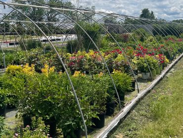 mixed shrubs in landscape nursery uncovered greenhouse