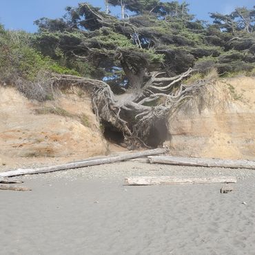 Tree of Life Huge Tree with Roots on a Beach Cliff
