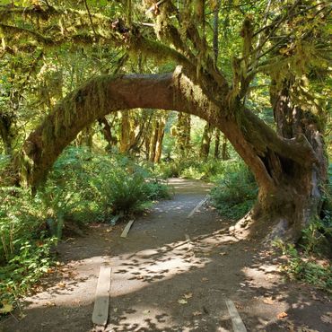 Ancient, Hoh Rain Forest in Olympic National Park Washington