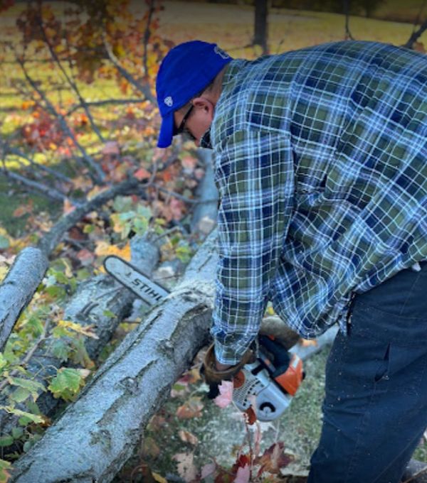 removing a tree in winchester kentucky