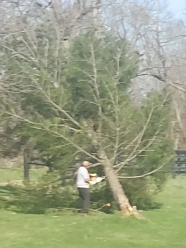 Local tree service Billy Hummer's Tree Service removing a fallen tree from a storm