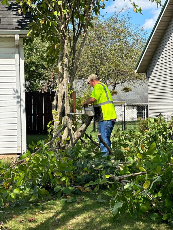 Local tree service removing a tree in georgetown kentucky
