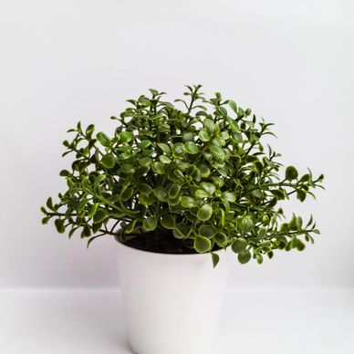 <img src="/images/pottedplant.jpg" alt="A pot of succulents." />