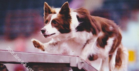 Border Collie dogwalk agility