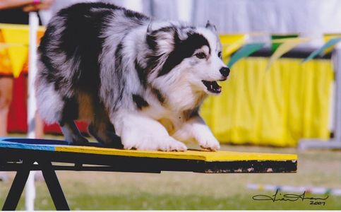 Australian Shepherd agility seesaw
