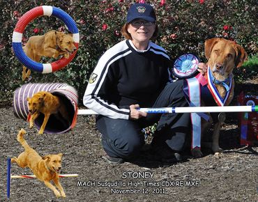 Chesapeake Bay Retriever Chessie Master Agility Champion