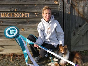 Shetland Sheepdog Master Agility Champion Sheltie