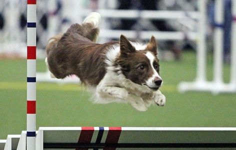 Border Collie Broad Jump Long Jump Agility