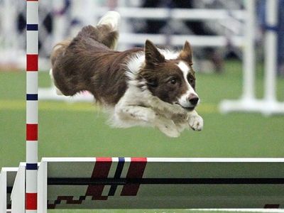 Border Collie Broad Jump Long Jump agility