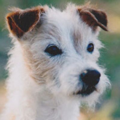 Jack Russell Terrier
