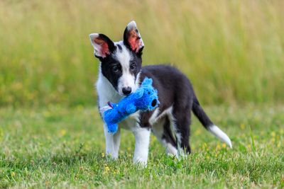 Border Collie puppy