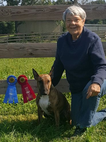 Bull Terrier Agility