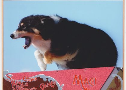 Australian Shepher agility AFrame