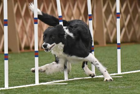 Border Collie Weave agility