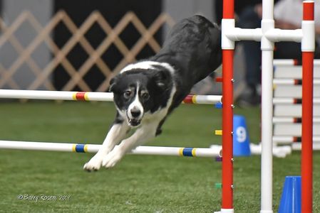 Australian Shepherd agility