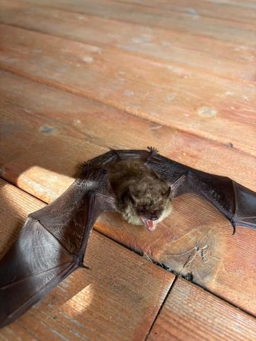 Close-up of a bat on wooden surface.