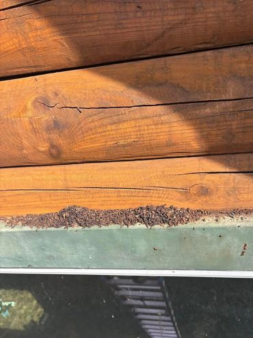 Ever wondered what bat guano looked like?