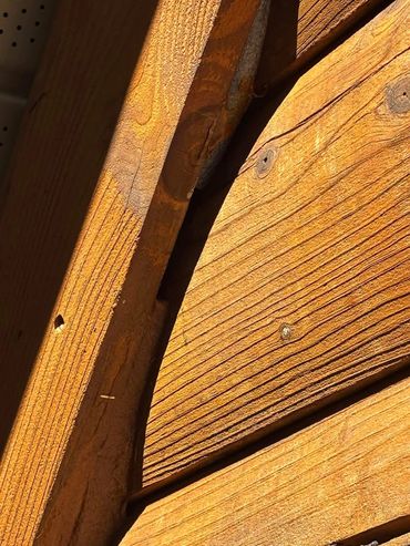 Have you questioned how bats could get into your home?