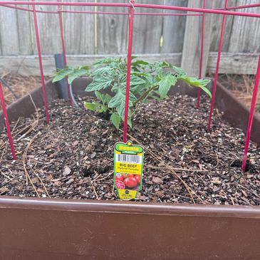 Young Big Beef tomato plant growing in a raised garden bed with support cage.