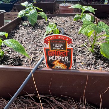 Young ghost pepper plants growing in a garden bed with a label.