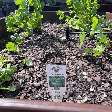 Cilantro plants growing in a garden bed with a labeled marker.