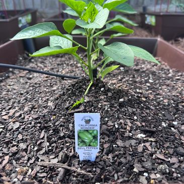 A young California Wonder bell pepper plant growing in a garden bed with soil and mulch.