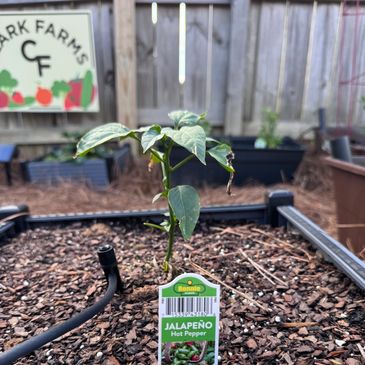Young jalapeño hot pepper plant growing in a garden bed.