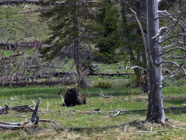 Yellowstone National Park May 24, 2026