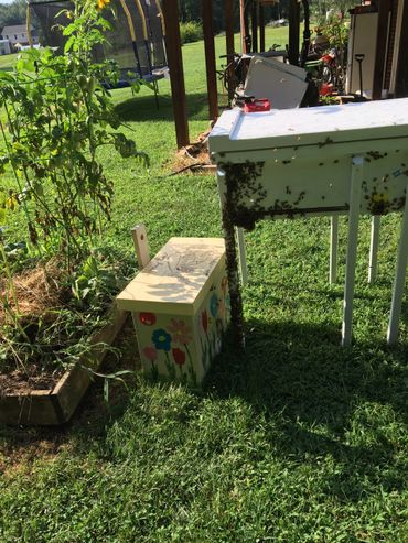 bees are swarming from long lang so swarm box placed next to it